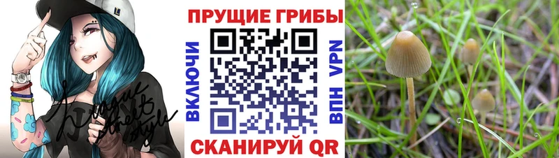 Псилоцибиновые грибы GOLDEN TEACHER  Отрадная 